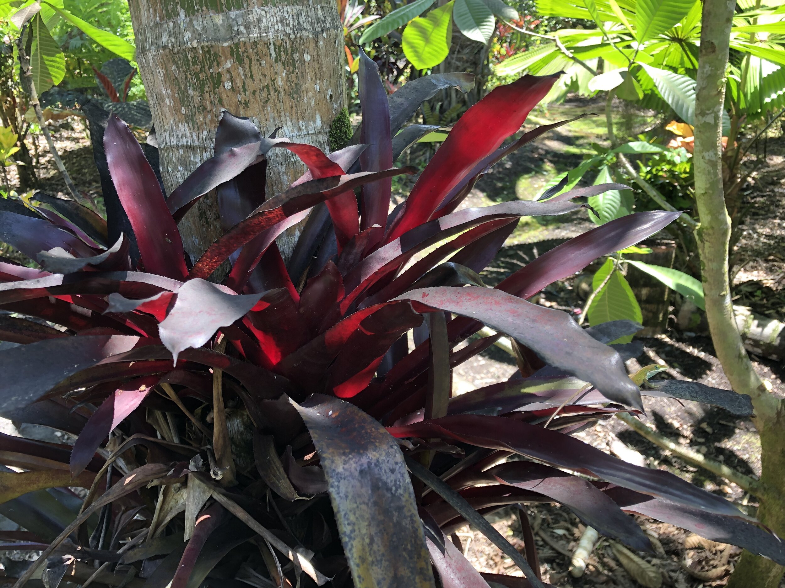 Aechmea fulgens v. discolor cv. 'Vin Rose' — Vintage Green Farms
